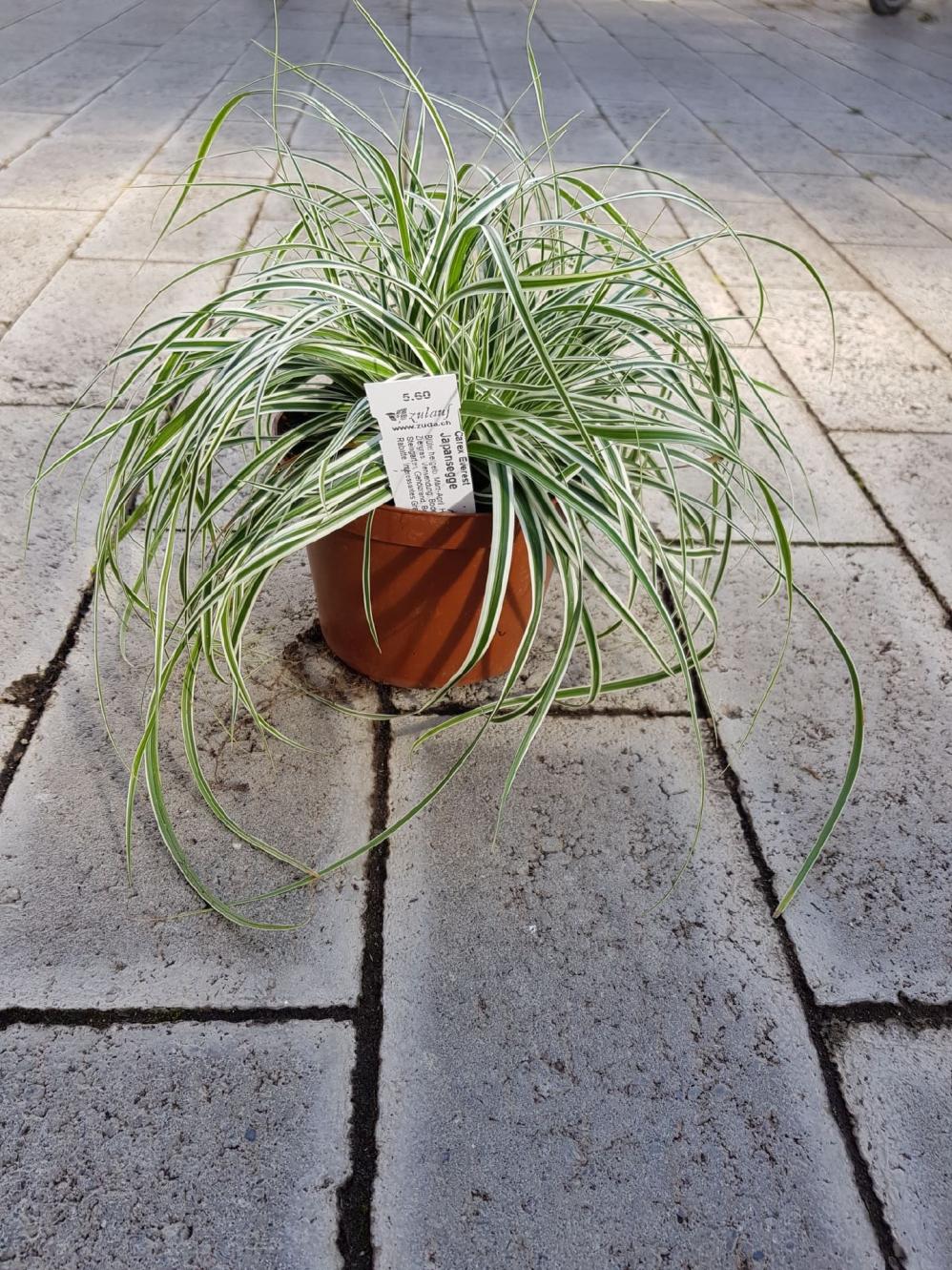 Carex weiss panaschiert