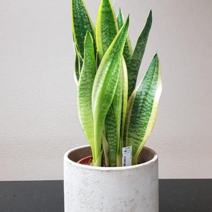 Sanseveria
