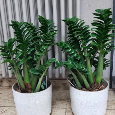 Niedere Zamioculcas