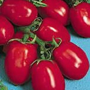 Tomate Mirza (San Marzano Ersatz)