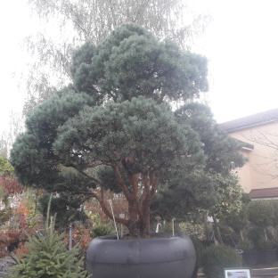 Juniperus Formgehölz