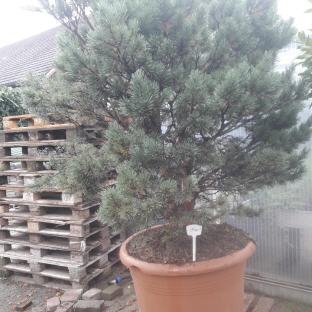 Pinus 2